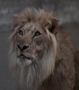 Файл:Лев Кинг.jpg