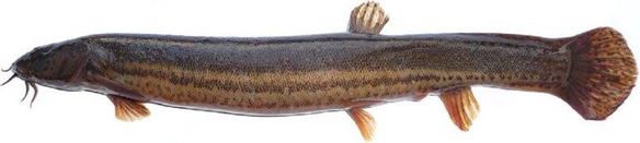 Рыба вьюн фото.jpg