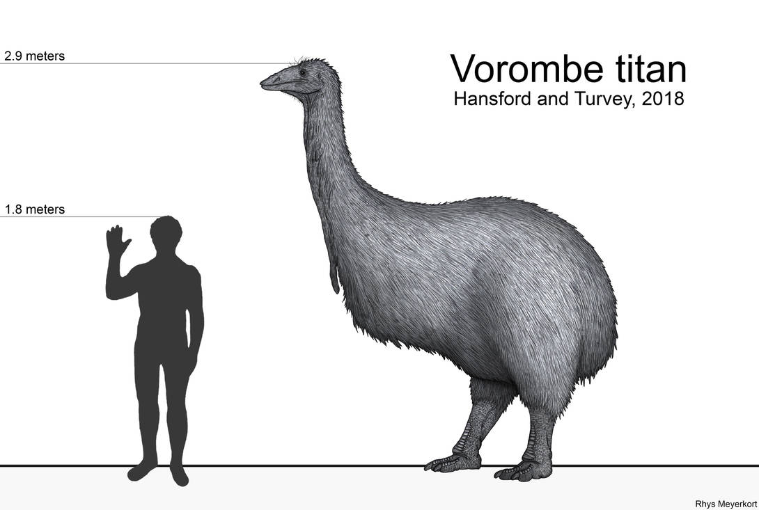 Vorombe titan the elephant bird by paleonerd01 ddl7rlh-pre.jpg