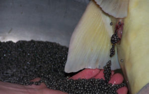 Лебяжий ОРЗ2.jpg