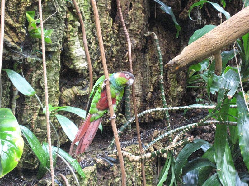 Pyrrhura cruentata -Central Park Zoo.jpg