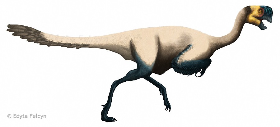 Conchoraptor by edita felcyn c2e1.jpg