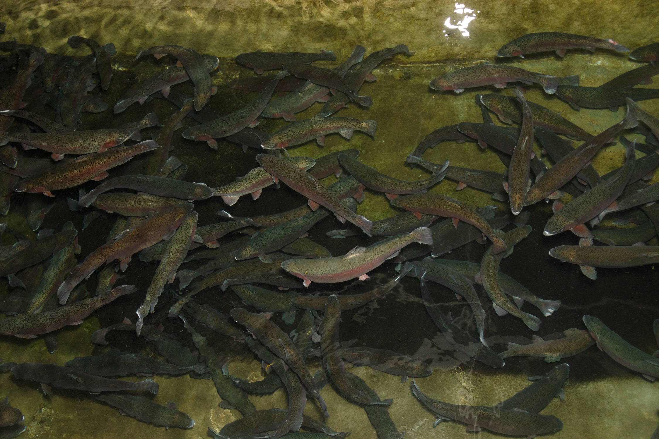 Выпуск палии2.jpg