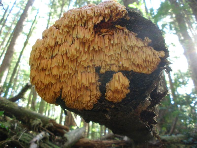 Пикнопореллус бело-жёлтый.jpeg