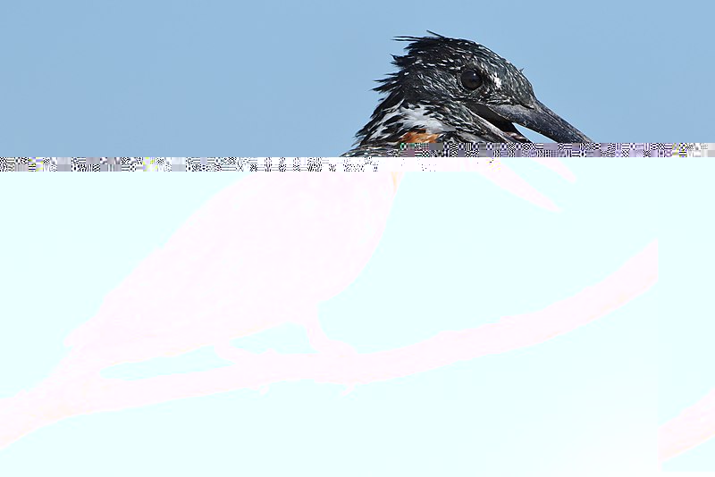 Giant Kingfisher, Megaceryle maxima, at Kruger National Park, South Africa - male (49232836678).jpg