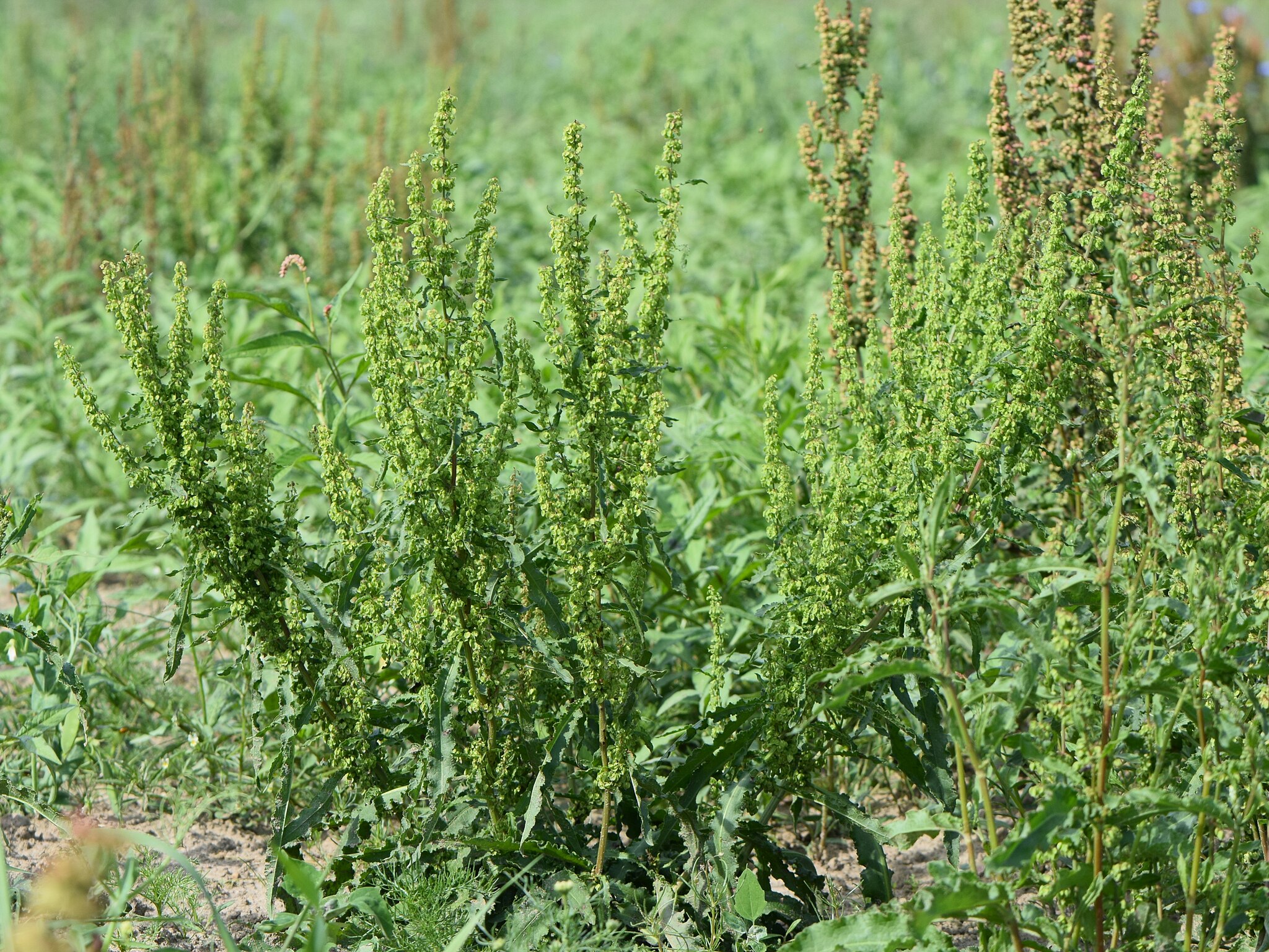 Щавель курчавый