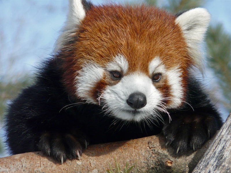 Ailurus fulgens 7.jpg