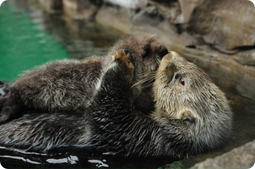 Enhydra lutris 12.jpg