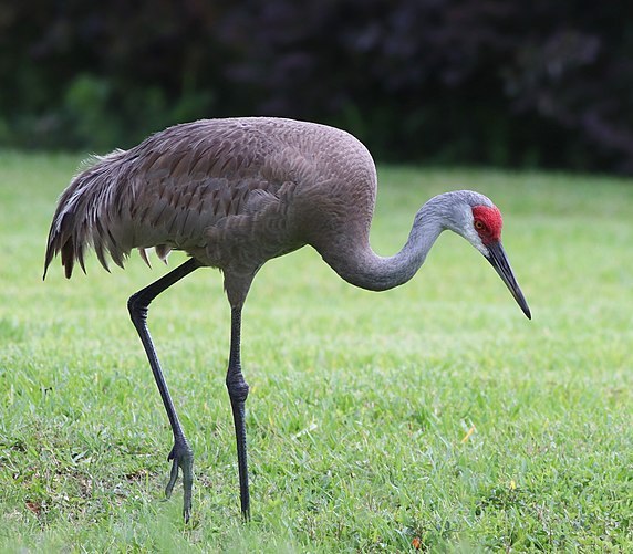 Grus canadensis (Sandhill Crane) 59.jpg