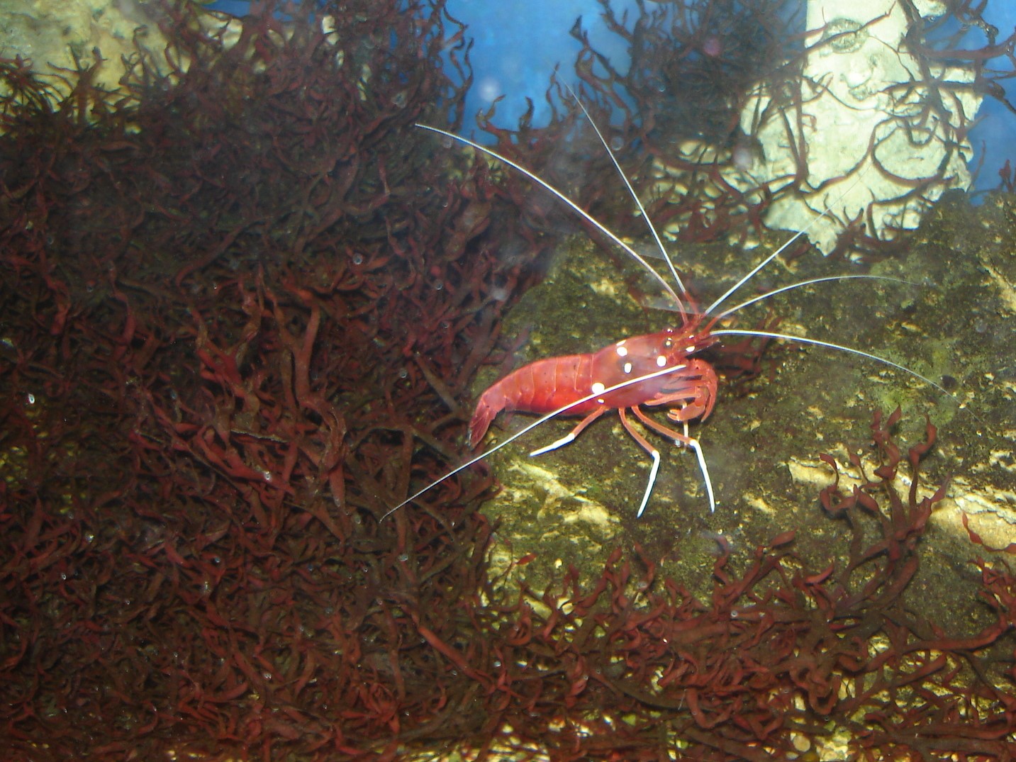 Акваріум морський 01.jpg