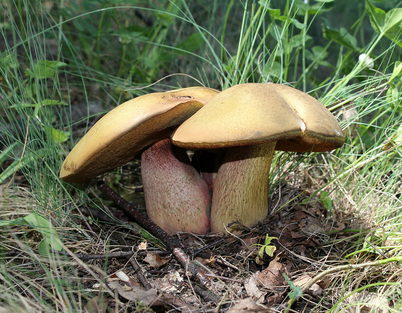 Boletus luridus 2011 G1 2.jpg