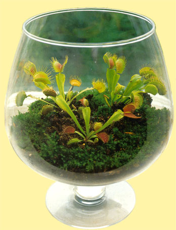 Dionaea muscipula 7.jpg