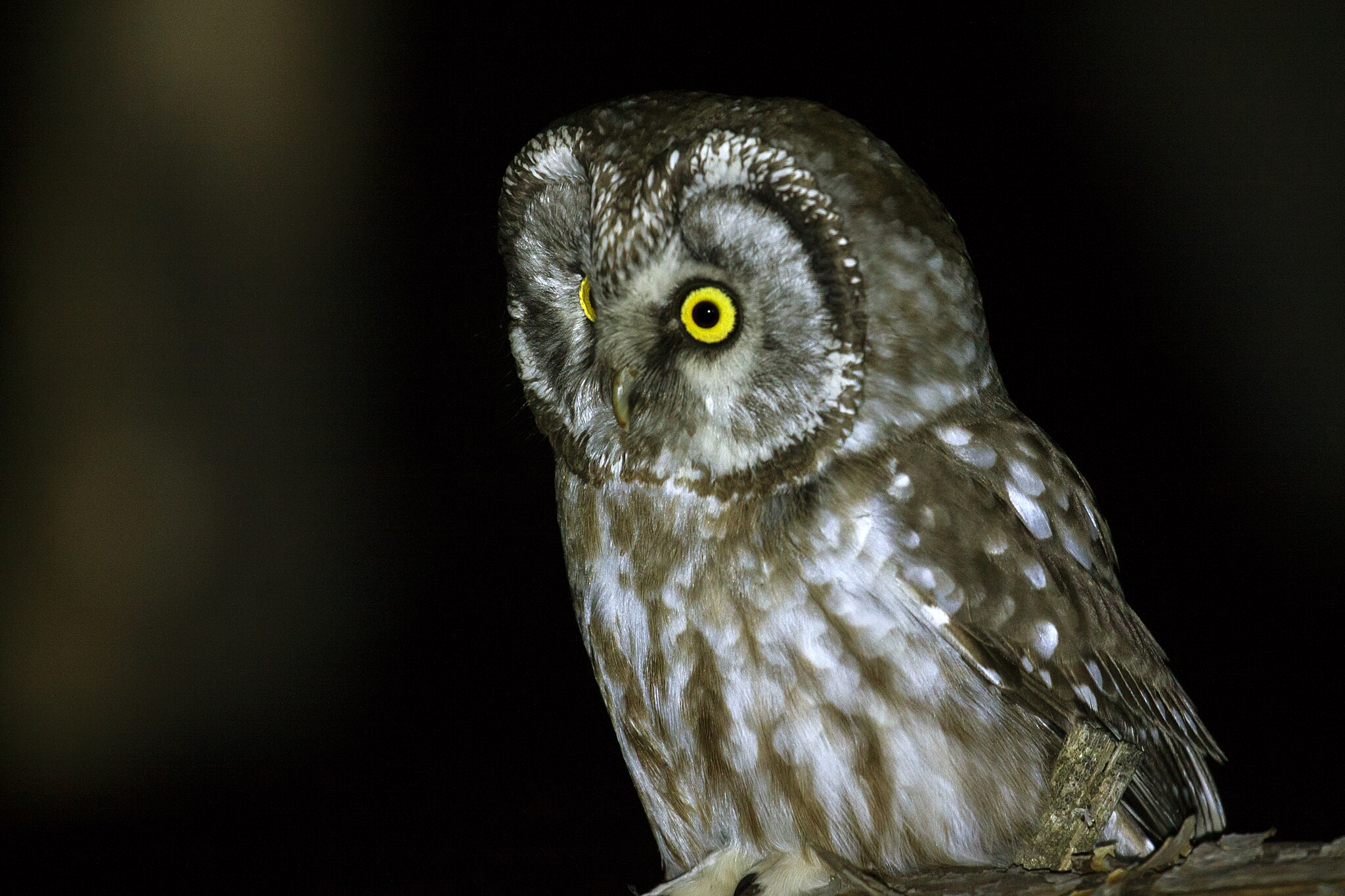 Сыч мохноногий, Павловский район