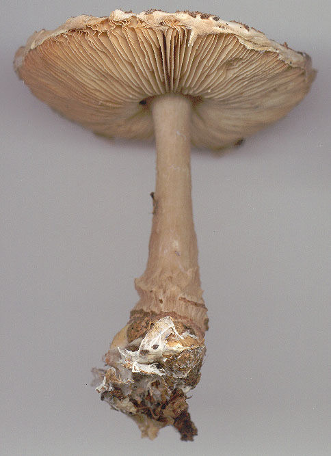 Lepiota brunneoincarnata 2.jpg
