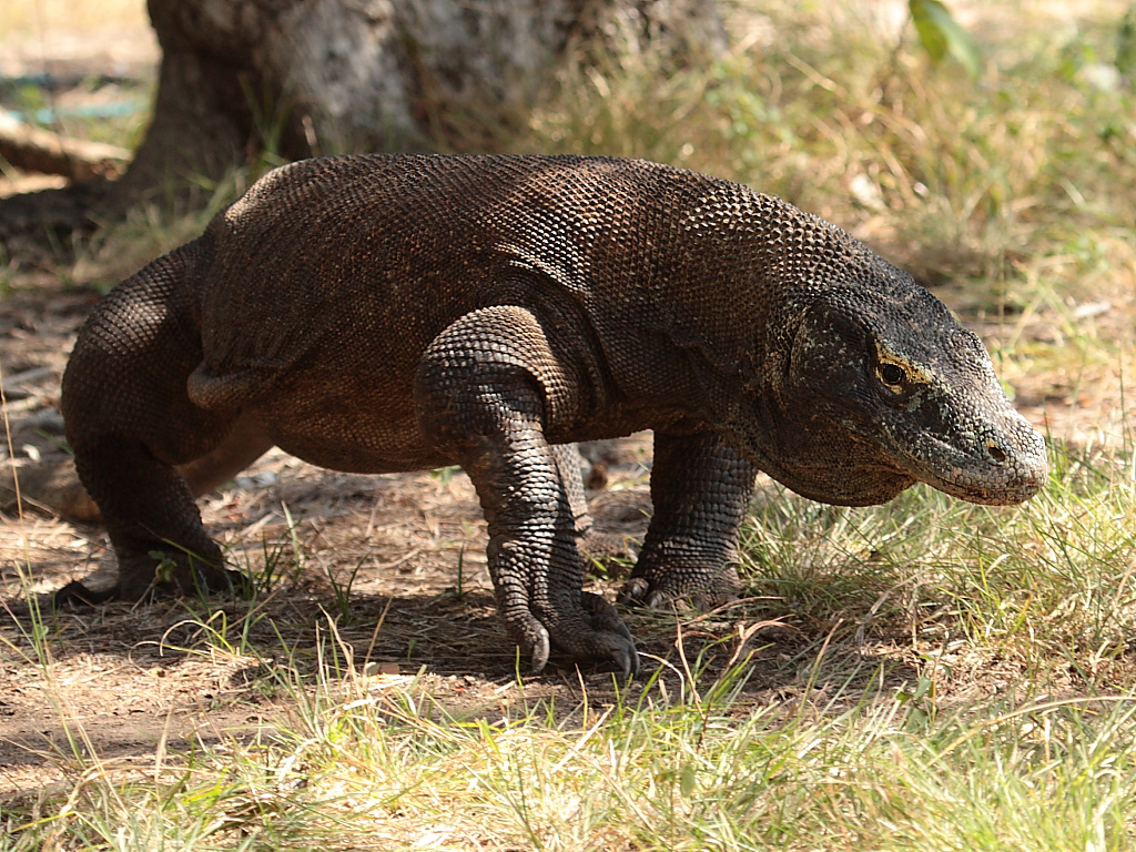 Varanus komodoensis 6.jpg
