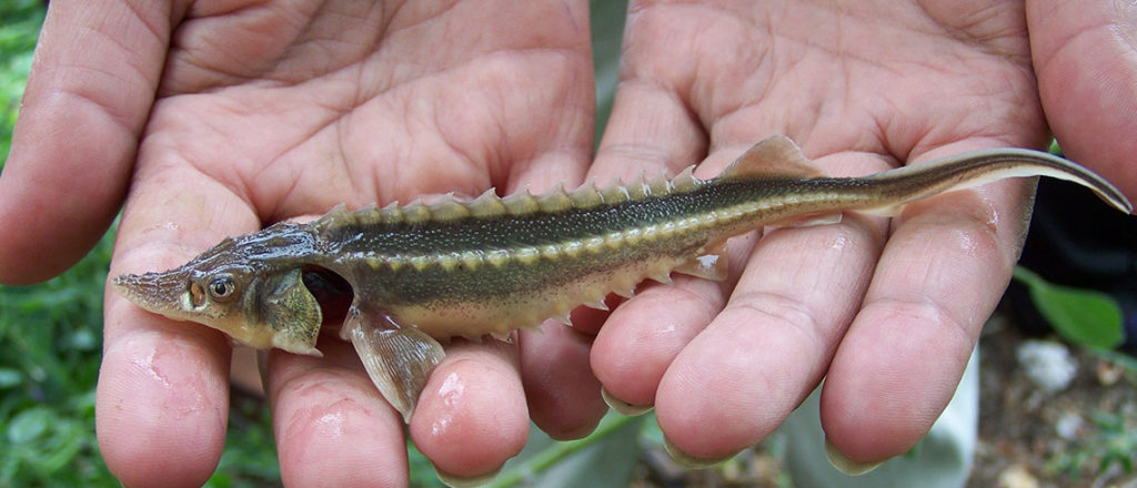 Молодь осетровых2.jpg