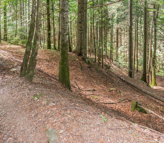 Пример горно-лесные бурые почвы.jpg