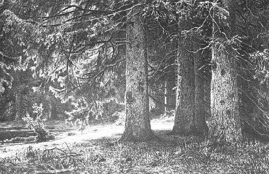 Ели в Шуваловском парке. 1886