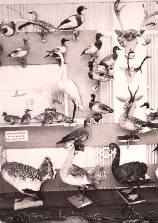 Ясенский общественный музей, фрагмент зала природы. 1980-е гг.