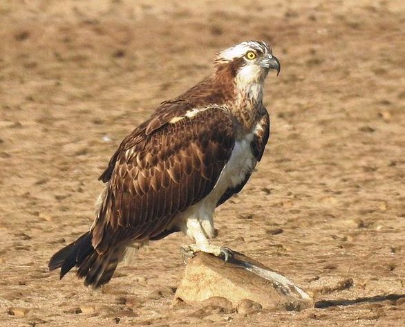 Без подписи мудака Osprey (Pandion haliaetus).jpg