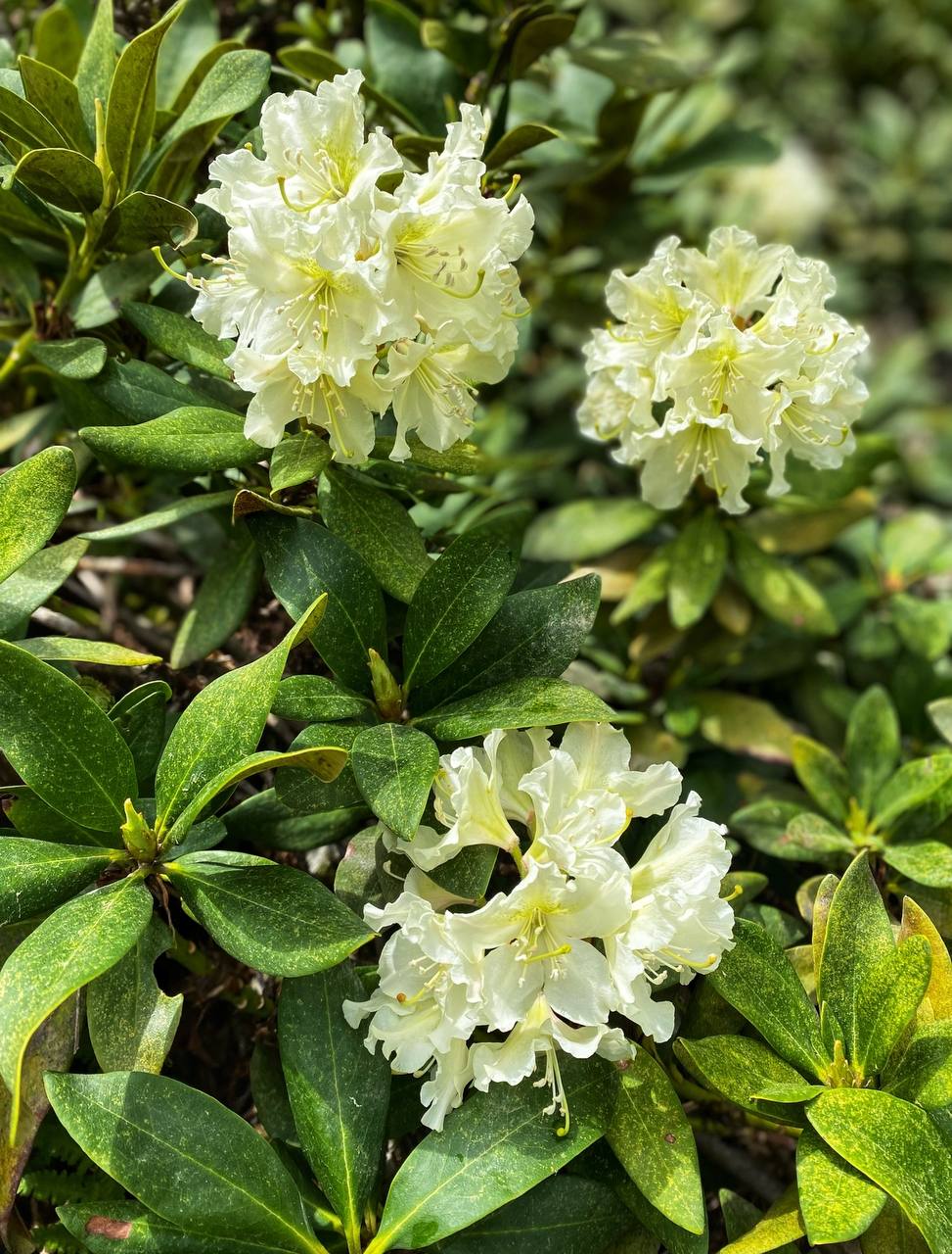 Рододендрон Большого Кавказа