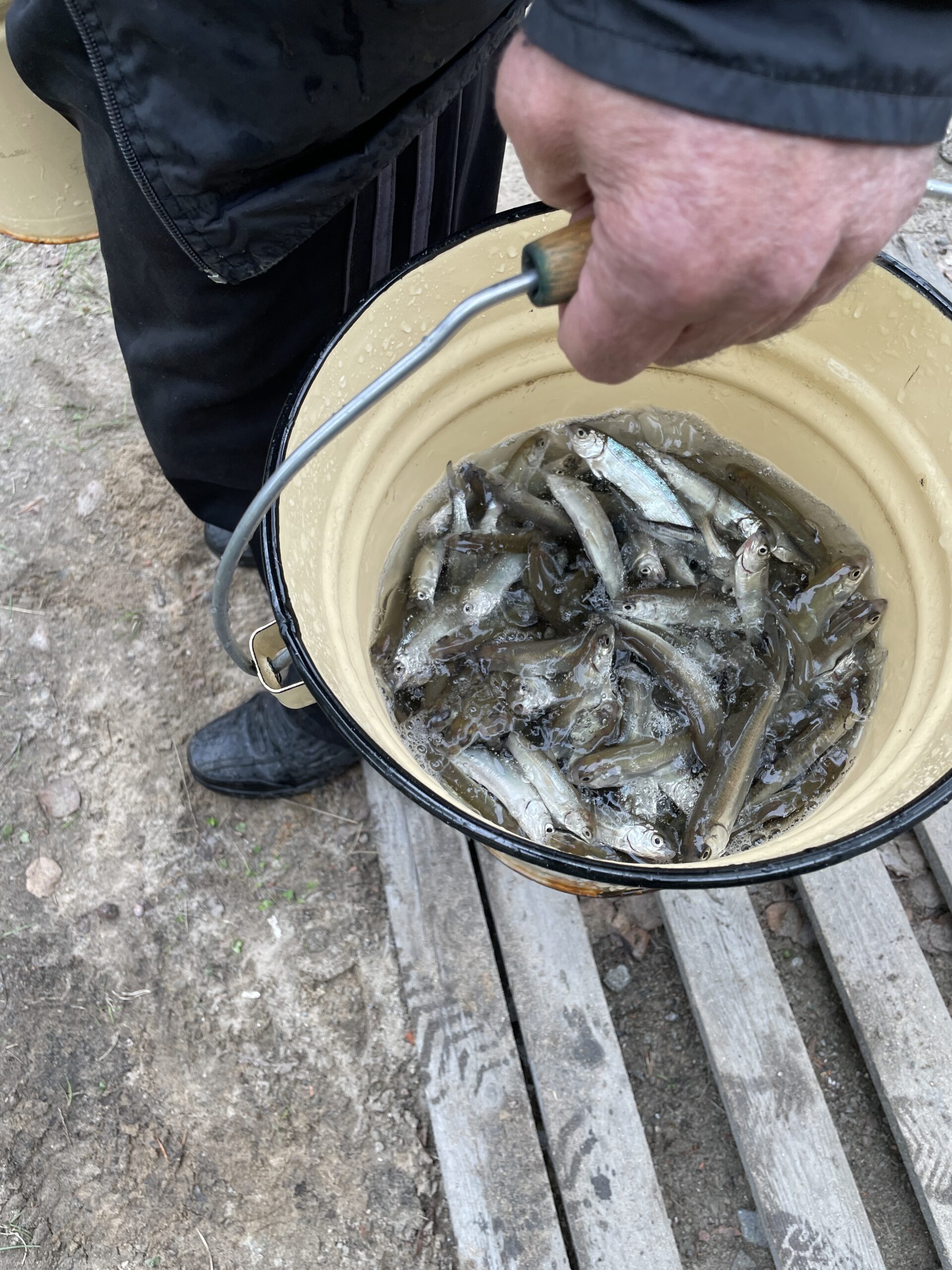 Молодь сига