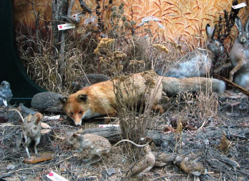 Фрагмент экспозиции зала природы. 2020-е гг.