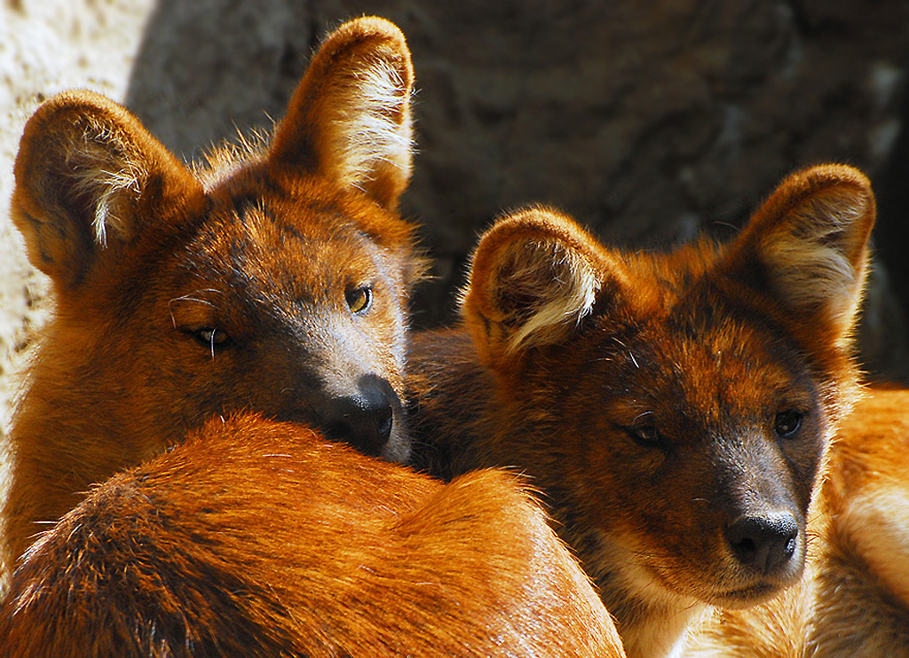 Cuon alpinus 11.jpeg