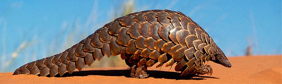 Pangolin 2.jpg