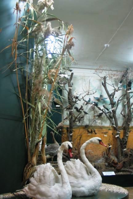 Фрагмент экспозиции зала природы. 2020-е гг.