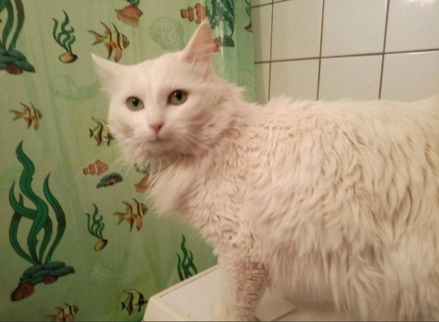 1771279270 farazon3в1.jpg