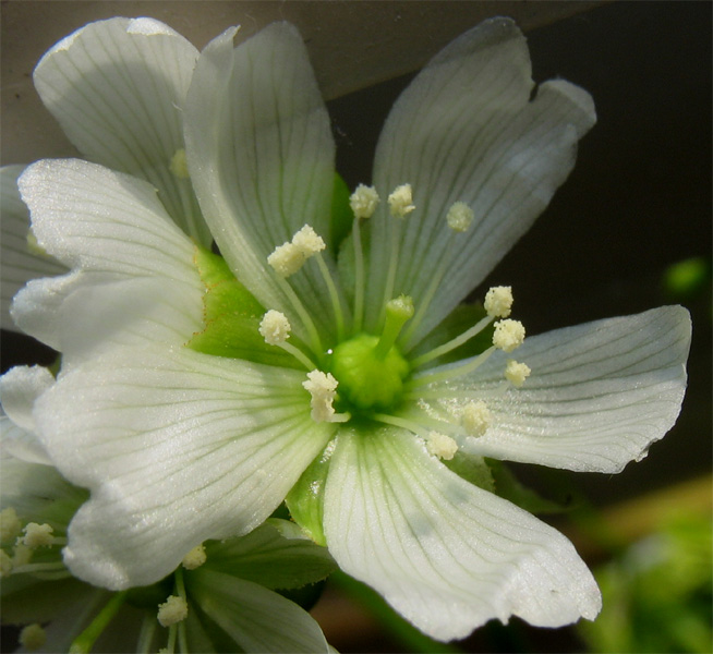 Dionaea muscipula 9.jpg