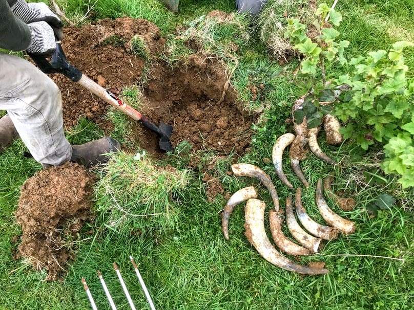 Biodynamic agriculture.jpg