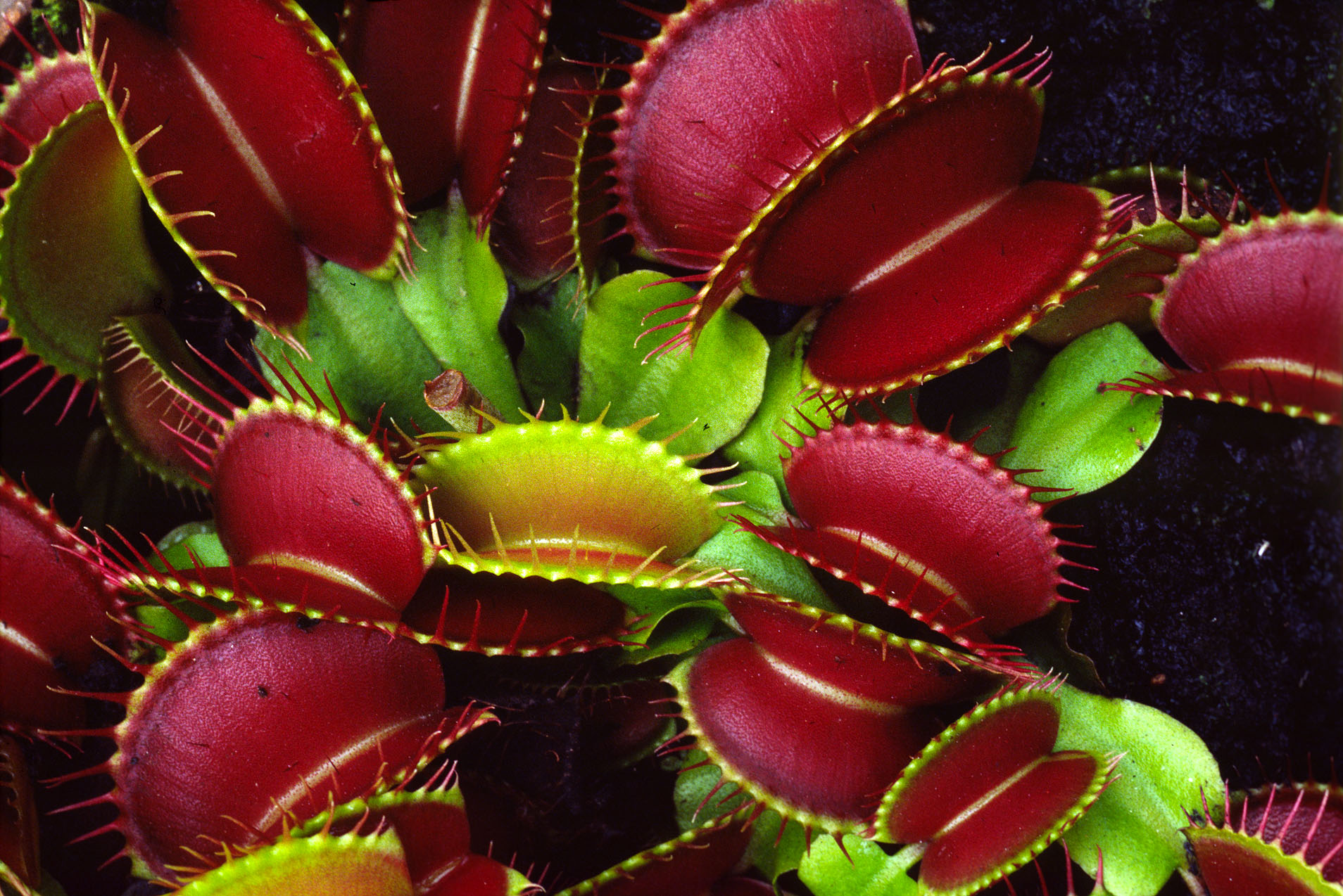 Dionaea muscipula 6.jpg