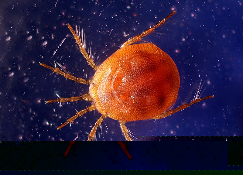 Водяной клещ.jpg