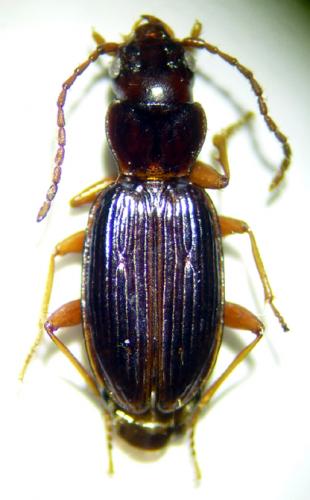 Bembidion nigropiceum.jpg
