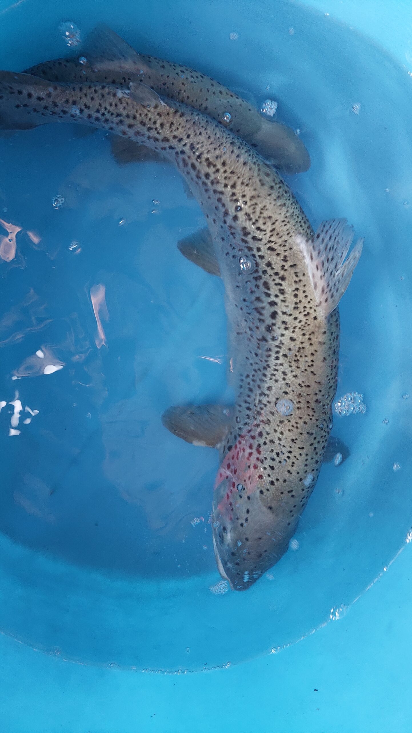 Черноморский лосось (кумжа)