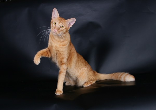 Файл:Яванская кошка.jpg