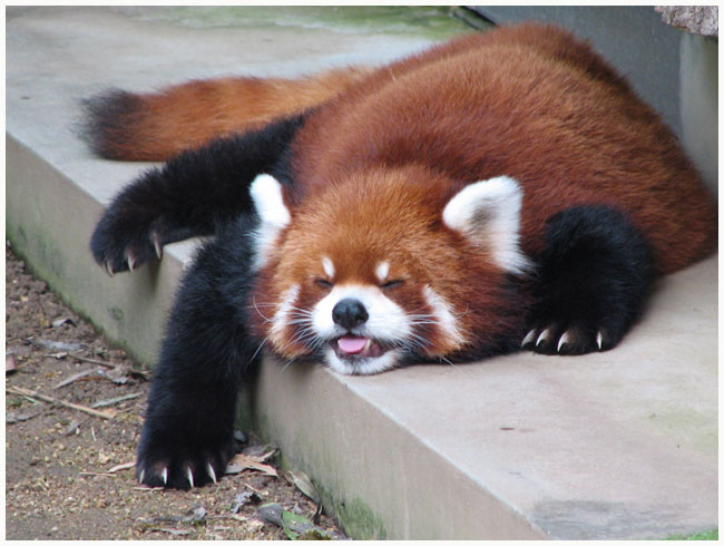 Ailurus fulgens 4.jpg