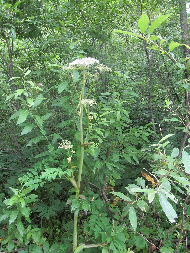 Растение курай