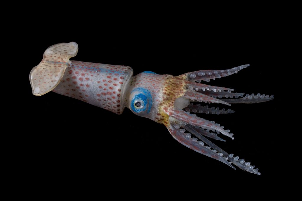 Ccde163d-7747-46ee-b2ca-59bae0d003dc size4.jpg