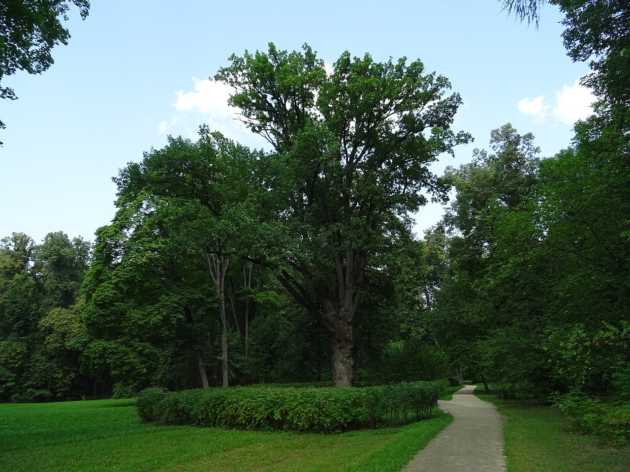 «Тургеневский дуб», фотография 2017 года