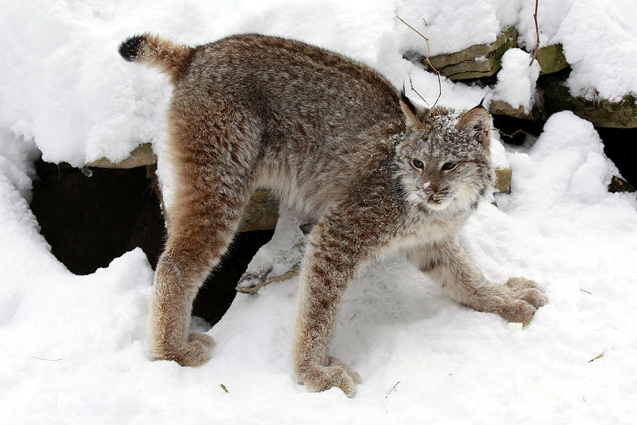 Lynx 3.jpg