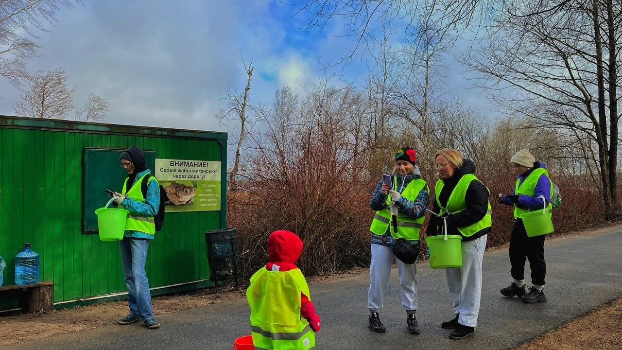 Файл:Акция по спасению жаб.jpg