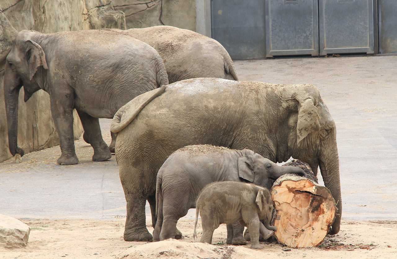 Орден императора Зелева