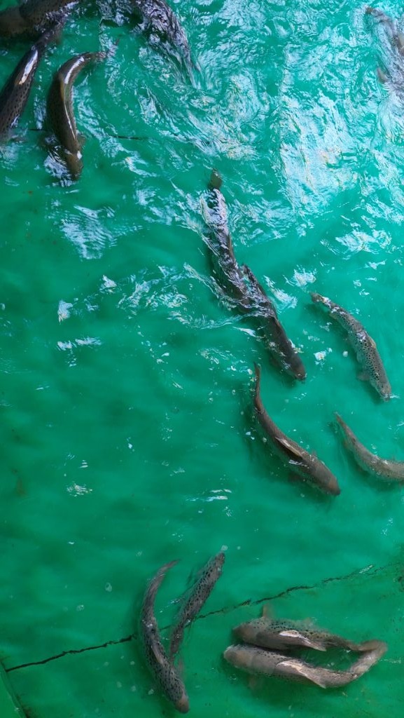 Молодь кумжи