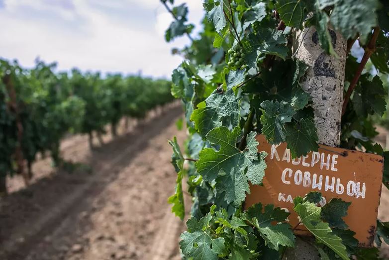 Файл:Иллюстрация к виноградникам ЗНМП.jpg