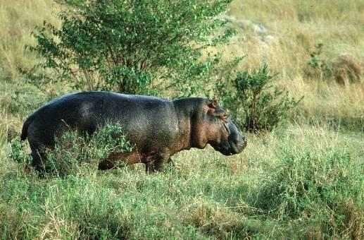 Hexaprotodon liberiensis 2.jpg