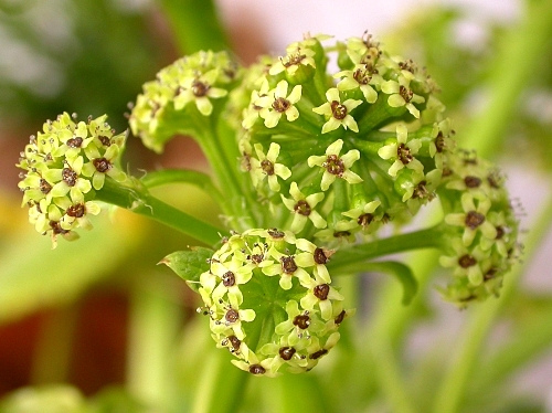 Цветок крупным планом